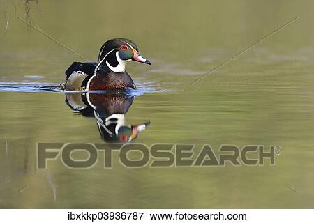 "Wood Duck (Aix sponsa), escaped animal, Saxony, Germany, Europe" View Large Photo Image Stock Photo - "Wood Duck (Aix sponsa), escaped animal, Saxony, Germany, Europe". Fotosearch