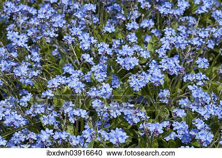 "Wood forget-me-not (Myosotis sylvatica), """"Blue Sylva"""", Baden-Wurttemberg, Germany, Europe" View Large Photo Image Stock Image - "Wood forget-me-not (Myosotis sylvatica), """"Blue Sylva"""", Baden-Wurttemberg, Germany, Europe". Fotosearch