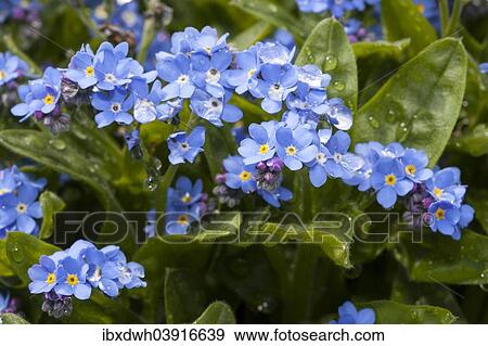 "Wood forget-me-not (Myosotis sylvatica), """"Blue Sylva"""", Baden-Wurttemberg, Germany, Europe" View Large Photo Image Stock Photo - "Wood forget-me-not (Myosotis sylvatica), """"Blue Sylva"""", Baden-Wurttemberg, Germany, Europe". Fotosearch