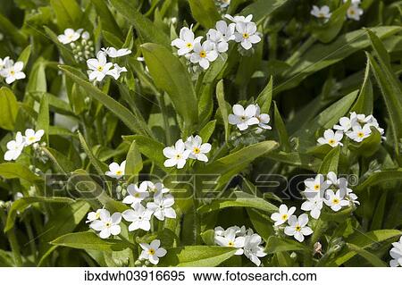 "Wood forget-me-not (Myosotis sylvatica), """"Blue Sylva"""", Baden-Wurttemberg, Germany, Europe" View Large Photo Image Stock Photography - "Wood forget-me-not (Myosotis sylvatica), """"Blue Sylva"""", Baden-Wurttemberg, Germany, Europe". Fotosearch