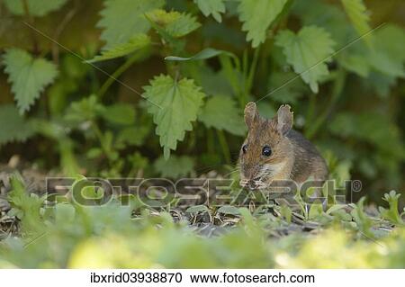 "Wood mouse (Apodemus sylvaticus) feeding on seed, Sauerland, North Rhine-Westphalia, Germany, Europe" View Large Photo Image Stock Image - "Wood mouse (Apodemus sylvaticus) feeding on seed, Sauerland, North Rhine-Westphalia, Germany, Europe". Fotosearch