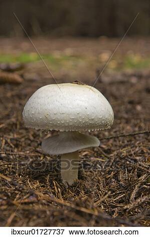 Wood Mushroom (Agaricus essettei) View Large Photo Image Stock Photo - Wood Mushroom (Agaricus essettei). Fotosearch