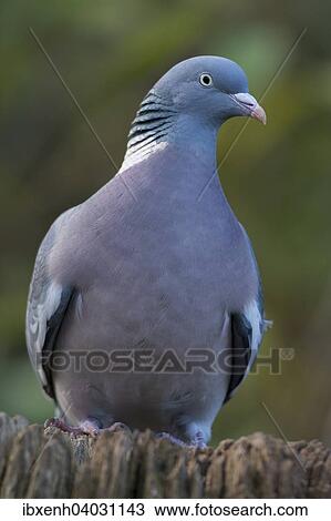 "Wood Pigeon (Columba palumbus), Emsland, Lower Saxony, Germany, Europe" View Large Photo Image Stock Image - "Wood Pigeon (Columba palumbus), Emsland, Lower Saxony, Germany, Europe". Fotosearch