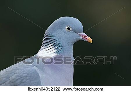 "Wood Pigeon (Columba palumbus), Emsland, Lower Saxony, Germany, Europe" View Large Photo Image Stock Image - "Wood Pigeon (Columba palumbus), Emsland, Lower Saxony, Germany, Europe". Fotosearch