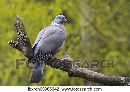 "Wood Pigeon (Columba palumbus), captive, animal enclosure, Bavarian Forest National Park, Bavaria, Germany, Europe" View Large Photo Image Stock Image - "Wood Pigeon (Columba palumbus), captive, animal enclosure, Bavarian Forest National Park, Bavaria, Germany, Europe". Fotosearch