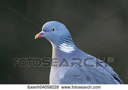 "Wood Pigeon (Columba palumbus), Emsland, Lower Saxony, Germany, Europe" View Large Photo Image Stock Photo - "Wood Pigeon (Columba palumbus), Emsland, Lower Saxony, Germany, Europe". Fotosearch