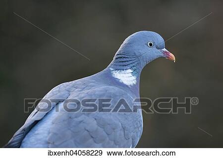 "Wood Pigeon (Columba palumbus), Emsland, Lower Saxony, Germany, Europe" View Large Photo Image Stock Photo - "Wood Pigeon (Columba palumbus), Emsland, Lower Saxony, Germany, Europe". Fotosearch