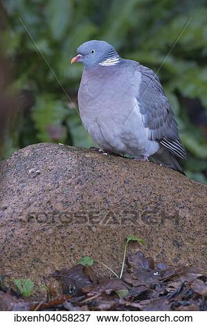 "Wood Pigeon (Columba palumbus), Emsland, Lower Saxony, Germany, Europe" View Large Photo Image Stock Photo - "Wood Pigeon (Columba palumbus), Emsland, Lower Saxony, Germany, Europe". Fotosearch