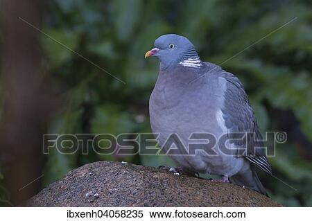 "Wood Pigeon (Columba palumbus), Emsland, Lower Saxony, Germany, Europe" View Large Photo Image Stock Photography - "Wood Pigeon (Columba palumbus), Emsland, Lower Saxony, Germany, Europe". Fotosearch