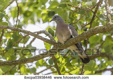 "Wood Pigeon (Columba palumbus), young bird perched on a branch, Seewinkel, Burgenland, Austria, Europe" View Large Photo Image Stock Photograph - "Wood Pigeon (Columba palumbus), young bird perched on a branch, Seewinkel, Burgenland, Austria, Europe". Fotosearch