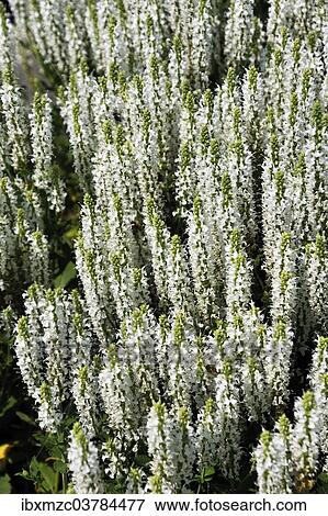 "Wood Sage (Salvia apiana), flowering, Middle Franconia, Bavaria, Germany,, Europe" View Large Photo Image Stock Photo - "Wood Sage (Salvia apiana), flowering, Middle Franconia, Bavaria, Germany,, Europe". Fotosearch