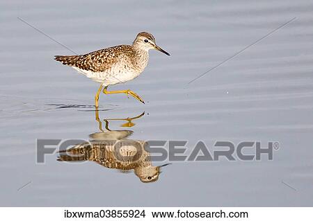 "Wood Sandpiper (Tringa glareola), Rieselfelder nature reserve, Munster, North Rhine-Westphalia, Germany, Europe" View Large Photo Image Picture - "Wood Sandpiper (Tringa glareola), Rieselfelder nature reserve, Munster, North Rhine-Westphalia, Germany, Europe". Fotosearch
