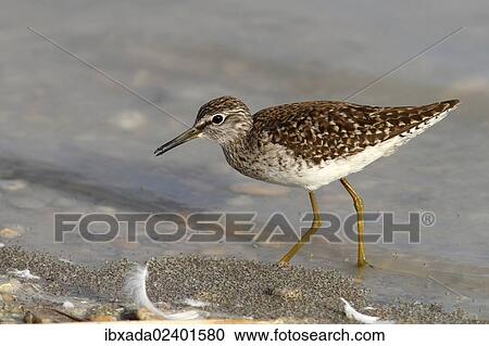 "Wood Sandpiper (Tringa glareola) looking for food in shallow water, Lake Neusiedl, Burgenland, Austria, Europe" View Large Photo Image Stock Image - "Wood Sandpiper (Tringa glareola) looking for food in shallow water, Lake Neusiedl, Burgenland, Austria, Europe". Fotosearch