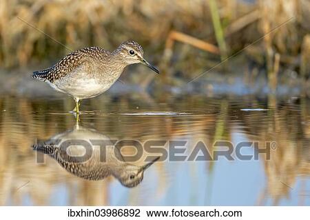 "Wood Sandpiper (Tringa glareola), foraging, Middle Elbe nature reserve, Saxony-Anhalt, Germany, Europe" View Large Photo Image Stock Image - "Wood Sandpiper (Tringa glareola), foraging, Middle Elbe nature reserve, Saxony-Anhalt, Germany, Europe". Fotosearch