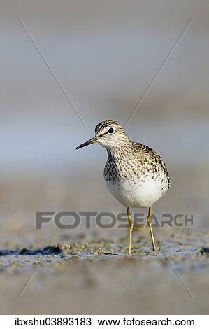 Stock Image - "Wood Sandpiper (Tringa glareola), Burgenland, Austria, Europe". Fotosearch