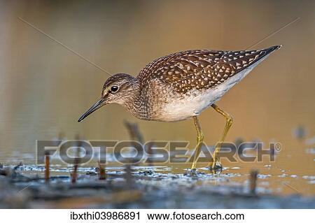 "Wood Sandpiper (Tringa glareola), foraging, Middle Elbe nature reserve, Saxony-Anhalt, Germany, Europe" View Large Photo Image Stock Image - "Wood Sandpiper (Tringa glareola), foraging, Middle Elbe nature reserve, Saxony-Anhalt, Germany, Europe". Fotosearch