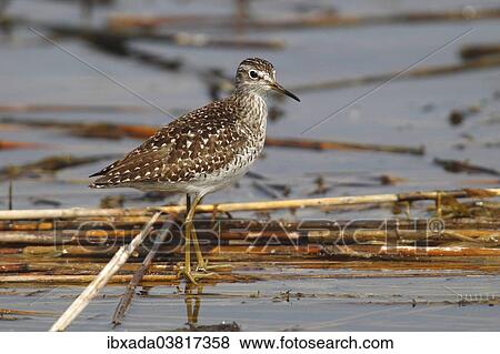 "Wood Sandpiper (Tringa glareola) standing on reeds in shallow water, Burgenland, Austria, Europe" View Large Photo Image Stock Photo - "Wood Sandpiper (Tringa glareola) standing on reeds in shallow water, Burgenland, Austria, Europe". Fotosearch