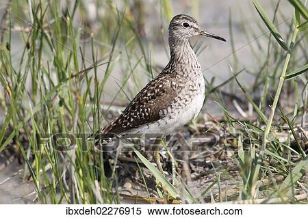 Stock Photography - "Wood Sandpiper (Tringa glareola), Burgenland, Austria, Europe". Fotosearch