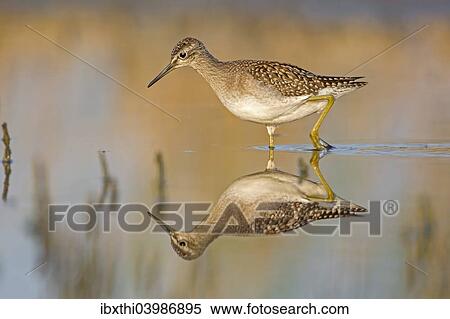 "Wood Sandpiper (Tringa glareola), foraging, reflections, Middle Elbe nature reserve, Saxony-Anhalt, Germany, Europe" View Large Photo Image Stock Photography - "Wood Sandpiper (Tringa glareola), foraging, reflections, Middle Elbe nature reserve, Saxony-Anhalt, Germany, Europe". Fotosearch