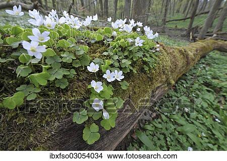 "Wood Sorrel (Oxalis acetosella), growing on dead wood, UNESCO World Natural Heritage Site, Nationalpark Hainich, Thuringia, Germany, Europe" View Large Photo Image Picture - "Wood Sorrel (Oxalis acetosella), growing on dead wood, UNESCO World Natural Heritage Site, Nationalpark Hainich, Thuringia, Germany, Europe". Fotosearch