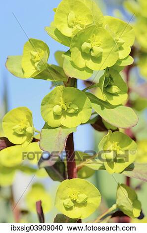 "Wood Spurge (Euphorbia amygdaloides), flowering" View Large Photo Image Stock Image - "Wood Spurge (Euphorbia amygdaloides), flowering". Fotosearch