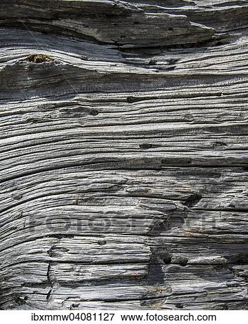 Wood structure of a dead tree View Large Photo Image Stock Photo - Wood structure of a dead tree. Fotosearch