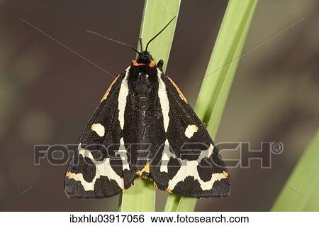 "Wood Tiger (Parasemia plantaginis) on a blade of grass, Baden-Wurttemberg, Germany, Europe" View Large Photo Image Stock Photograph - "Wood Tiger (Parasemia plantaginis) on a blade of grass, Baden-Wurttemberg, Germany, Europe". Fotosearch
