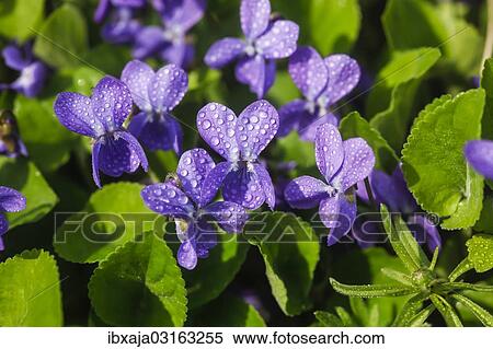 "Wood Violet, Sweet Violet or Garden Violet (Viola odorata), flowering, Germany, Europe" View Large Photo Image Stock Photography - "Wood Violet, Sweet Violet or Garden Violet (Viola odorata), flowering, Germany, Europe". Fotosearch