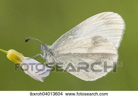 Wood White butterfly (Leptidea sinapis) View Large Photo Image Picture - Wood White butterfly (Leptidea sinapis). Fotosearch