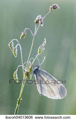 Wood White butterfly (Leptidea sinapis) View Large Photo Image Stock Photograph - Wood White butterfly (Leptidea sinapis). Fotosearch