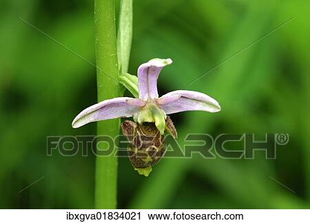 Woodcock Orchid (Ophrys Scolopax) View Large Photo Image Stock Image - Woodcock Orchid (Ophrys Scolopax). Fotosearch