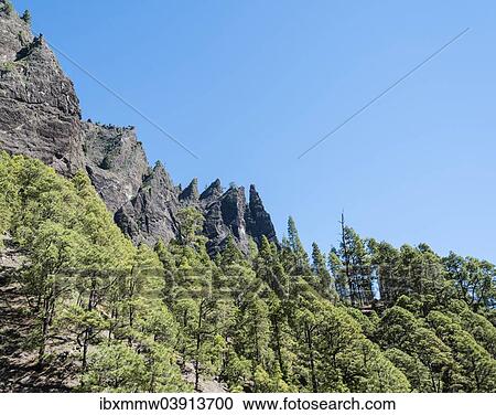 "Wooded cliff, Caldera de Taburiente National Park, La Palma, Canary Islands, Spain, Europe" View Large Photo Image Stock Image - "Wooded cliff, Caldera de Taburiente National Park, La Palma, Canary Islands, Spain, Europe". Fotosearch