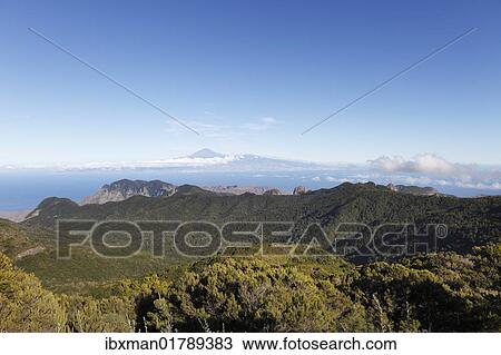 "Wooded hills in the Garajonay National Park, view from Garajonay mountain, highest peak of La Gomera island, Tenerife island at the back, Gomera island, Canary Islands, Spain, Europe" View Large Photo Image Stock Image - "Wooded hills in the Garajonay National Park, view from Garajonay mountain, highest peak of La Gomera island, Tenerife island at the back, Gomera island, Canary Islands, Spain, Europe". Fotosearch