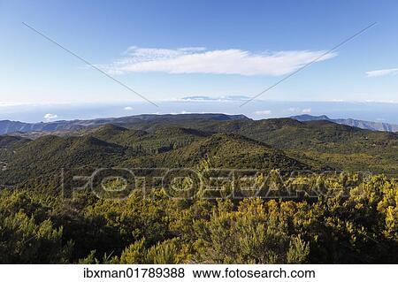 Stock Photo - "Wooded hills in the Garajonay National Park, view from Garajonay mountain, highest peak of La Gomera island, La Palma island at the back, Gomera island, Canary Islands, Spain, Europe". Fotosearch