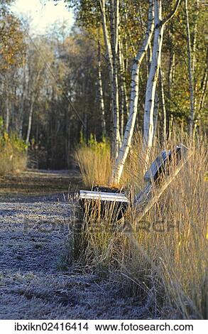 Picture - "Wooden bench, Himmelsmoor moor land, Quickborn, Schleswig-Holstein, Germany, Europe". Fotosearch