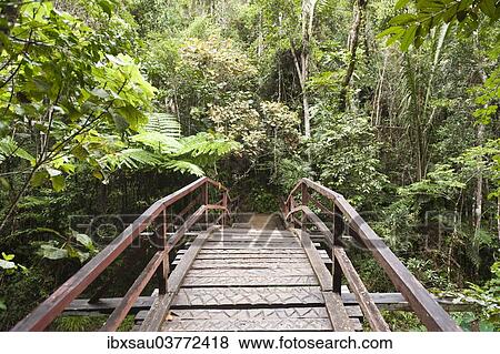 "Wooden bridge leading into the dense jungle, primary forest, Andasibe-Mantadia National Park, Alaotra Mangoro region, Madagascar, Africa" View Large Photo Image Stock Photo - "Wooden bridge leading into the dense jungle, primary forest, Andasibe-Mantadia National Park, Alaotra Mangoro region, Madagascar, Africa". Fotosearch
