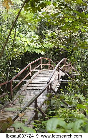 "Wooden bridge leading into the dense jungle, primary forest, Andasibe-Mantadia National Park, Alaotra Mangoro region, Madagascar, Africa" View Large Photo Image Stock Photo - "Wooden bridge leading into the dense jungle, primary forest, Andasibe-Mantadia National Park, Alaotra Mangoro region, Madagascar, Africa". Fotosearch
