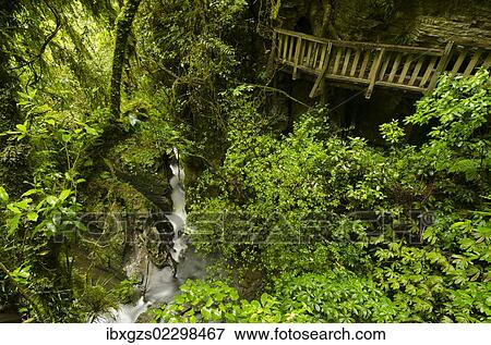 "Wooden bridge on the trail to Natural Bridge, Te Anga region, North Island, New Zealand, Oceania" View Large Photo Image Stock Photo - "Wooden bridge on the trail to Natural Bridge, Te Anga region, North Island, New Zealand, Oceania". Fotosearch