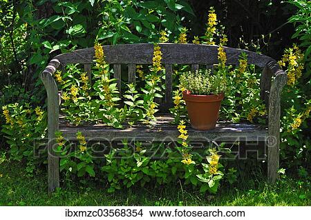 "Wooden garden bench with Loosestrife (Lysimachia) growing through, Eckental, Middle Franconia, Bavaria, Germany, Europe" View Large Photo Image Picture - "Wooden garden bench with Loosestrife (Lysimachia) growing through, Eckental, Middle Franconia, Bavaria, Germany, Europe". Fotosearch
