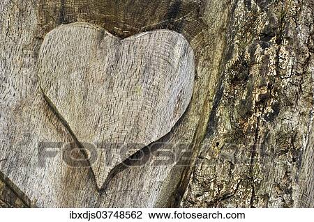 "Wooden heart carved Into a tree trunk, Germany, Europe" View Large Photo Image Stock Image - "Wooden heart carved Into a tree trunk, Germany, Europe". Fotosearch