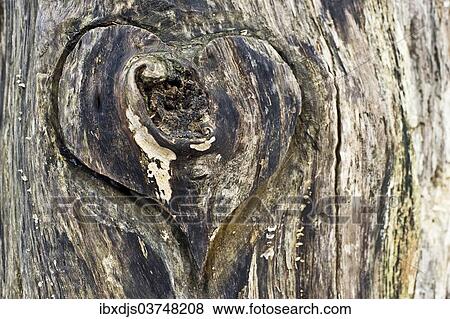 "Wooden heart carved Into a tree trunk, Germany, Europe" View Large Photo Image Stock Photo - "Wooden heart carved Into a tree trunk, Germany, Europe". Fotosearch