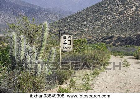 "Wooden sign, max 40 kmh, and a Copao Cactus (Eulychnia acida Phil. ), Las Chinchillas National Reserve, Reserva Nacional Las Chinchillas, Illapel, Region de Coquimbo, Chile, South America" View Large Photo Image Stock Photo - "Wooden sign, max 40 kmh, and a Copao Cactus (Eulychnia acida Phil. ), Las Chinchillas National Reserve, Reserva Nacional Las Chinchillas, Illapel, Region de Coquimbo, Chile, South America". Fotosearch