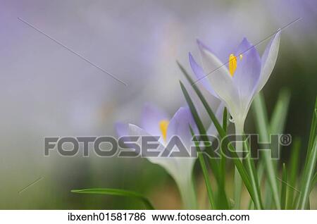 Stock Photograph - "Woodland crocus, Tomasini's crocus (Crocus tommasinianus)". Fotosearch