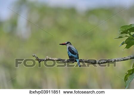 "Woodland Kingfisher (Halcyon senegalensis), Lobeke National Park, East Region, Cameroon, Africa" View Large Photo Image Stock Image - "Woodland Kingfisher (Halcyon senegalensis), Lobeke National Park, East Region, Cameroon, Africa". Fotosearch