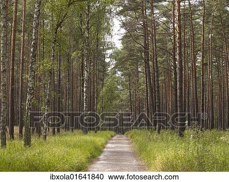 "Woodland with conifers and birch trees, Mueritz National Park, Mecklenburg Lake District, Mecklenburg-Western Pomerania, Germany, Europe" View Large Photo Image Stock Image - "Woodland with conifers and birch trees, Mueritz National Park, Mecklenburg Lake District, Mecklenburg-Western Pomerania, Germany, Europe". Fotosearch