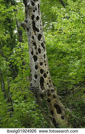 Woodpecker holes in a dead tree View Large Photo Image Stock Photograph - Woodpecker holes in a dead tree. Fotosearch
