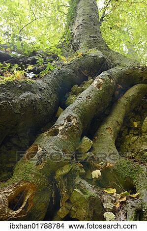 "Woodpeckers' holes in beech roots, Arnstein, Lower Austria, Austria, Europe" View Large Photo Image Picture - "Woodpeckers' holes in beech roots, Arnstein, Lower Austria, Austria, Europe". Fotosearch