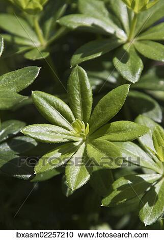 Stock Image - Woodruff (Galium odoratum). Fotosearch