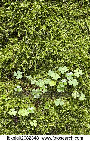 "Woodsorrel, Soursob, Wood Sorrel (Oxalis sp. ), Bialowieza Forest, Bialowieza National Park, Poland, Europe" View Large Photo Image Stock Photo - "Woodsorrel, Soursob, Wood Sorrel (Oxalis sp. ), Bialowieza Forest, Bialowieza National Park, Poland, Europe". Fotosearch