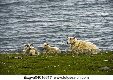 "Wool sheep, ewe with two lambs lying on the shore, Isle of Skye, Inner Hebrides, Scotland, United Kingdom, Europe" View Large Photo Image Stock Photo - "Wool sheep, ewe with two lambs lying on the shore, Isle of Skye, Inner Hebrides, Scotland, United Kingdom, Europe". Fotosearch